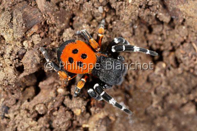 Eresidae_8570.JPG - France, Indre (36), Araneae, Eresidae, Araignée coccinelle (Eresus kollari), mâle, Ladybird Spider